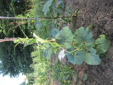 Billede af plante